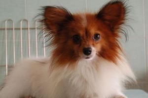 Papillon dog