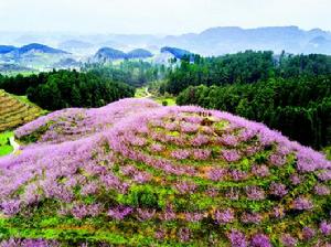 桃花島[廣東省肇慶市仙女湖桃花島]