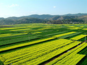 楚雄市農村