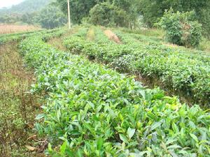 長梁子自然村-茶葉種植