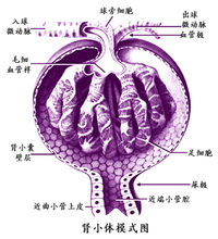 腎小體