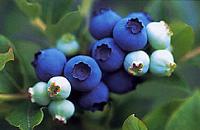 半高叢藍莓