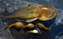 成熟的蝌蚪與新生蝌蚪的體型對比