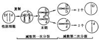 戈謝細胞