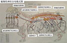 植物神經