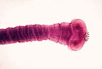 絛蟲綱（Class Cestoda）屬扁形動物門，全球約有4000餘種，中國約有400種。為成蟲寄生於各類脊椎動物（極少數寄生於軟體動物）消化道內而自身無消化道，體分節或不分節的扁形動物。共分單節絛蟲亞綱和多節絛蟲亞綱兩個亞綱。寄生於人體的絛蟲有30餘種，多屬圓葉目（Cyclophyllidea）和假葉目（Pseudophyllidea），最著名的種是引起人類絛蟲病的豬肉絛蟲。 形態成蟲扁長如腰帶，分節，白色或乳白色，體長因蟲種不同可從數毫米至數米不等。蟲體前端細小，為具有固著器官的頭節（scolex），其後為短而纖細，不分節的頸部（neck），以後是分節的鏈體（stroblius）。鏈體是蟲體最顯著的部分，由3~4個節片（proglottid）至數千個節組成，越往後越寬大。絛蟲靠頭節的固著器官吸附在宿主腸壁上。