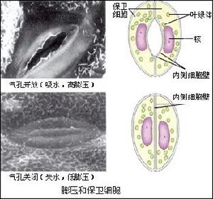 植物水分生理