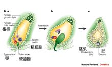 心皮