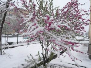 詠春雪