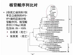 EV71病毒