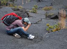 拍攝火山先鋒植物多形鐵心木