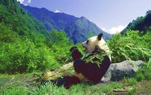 國寶大熊貓