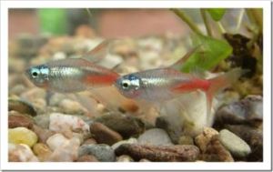 Neon tetra