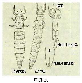 綜合綱