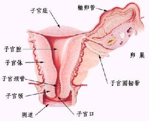 圍絕經期功能失調性子宮出血