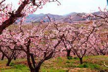 仙跡桃花島旅遊文化節