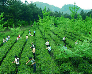 原生態茶園