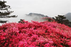 龜峰山風景區[湖北省麻城市龜峰山風景區]