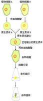 植物體細胞雜交