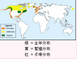 普通潛鳥