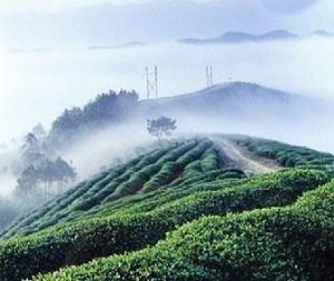 黃蜂窩茶山度假區