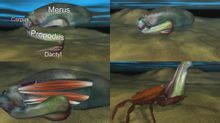 雀尾螳螂蝦捕肢構造圖
