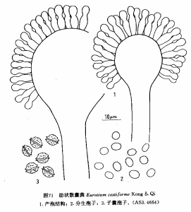 肋狀散囊菌