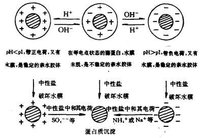 等電點沉澱法