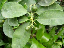 代代[無患子目芸香科植物]