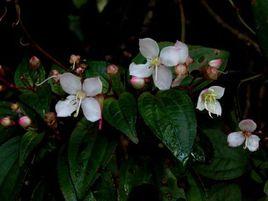 野牡丹[野牡丹科野牡丹屬植物]