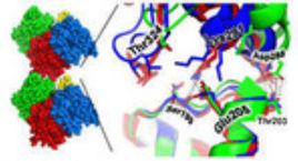 β-Actin