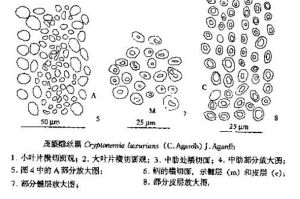 下半部圖片