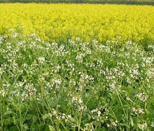 蕪青油菜