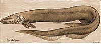 擬鰻鯊