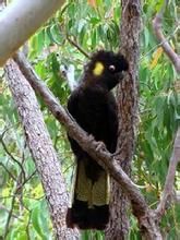 黃尾黑鳳頭鸚鵡指名亞種