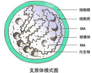 衣原體屬