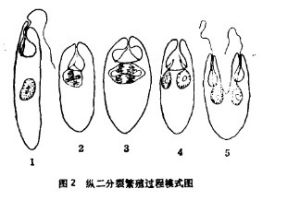 縱二分裂繁殖過程模式圖