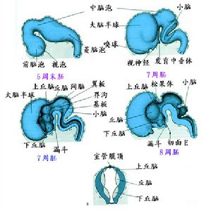 腎上腺性徵異常症