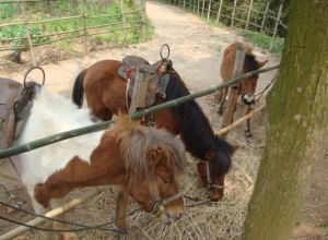 青原山動物園