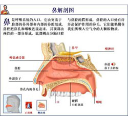 《鼻整形手術》