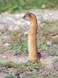 Mountain weasel