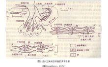 三角洲沉積體系結構