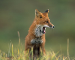 Red fox