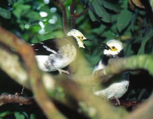 （圖）黑領椋鳥