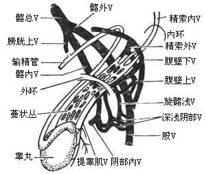 《精索靜脈曲張的手術治療》