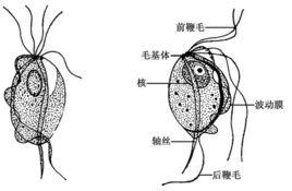 鴿體內寄生蟲