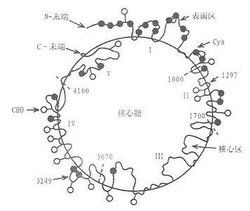 載脂蛋白