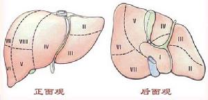 Couinaud分段