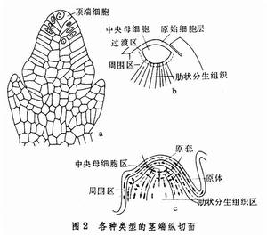 頂端分生組織