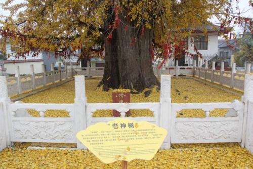 銀杏古梅園 老神樹